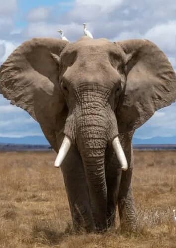 African Elephant