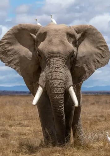 African Elephant