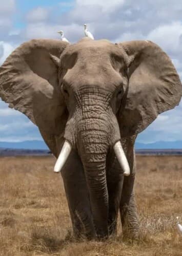African Elephant
