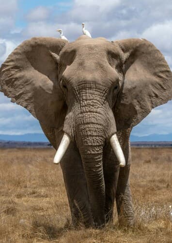African Elephant