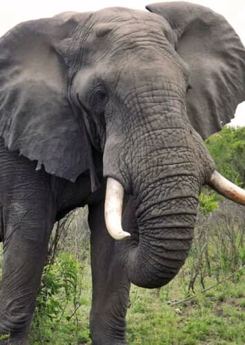 African Elephant