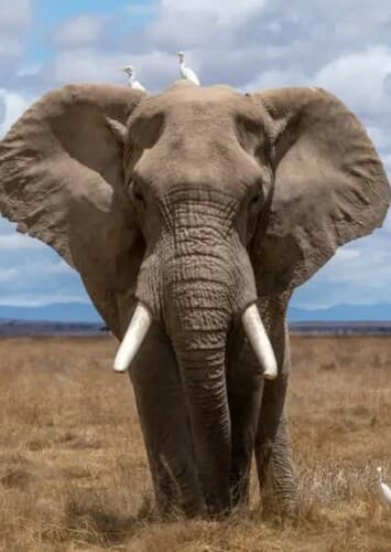 African Elephant