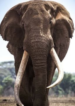 African Elephant Sr