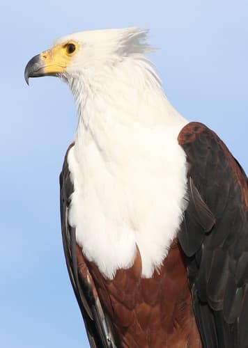 African Fish Eagle