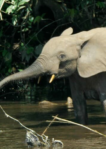 AFRICAN FOREST ELEPHANT