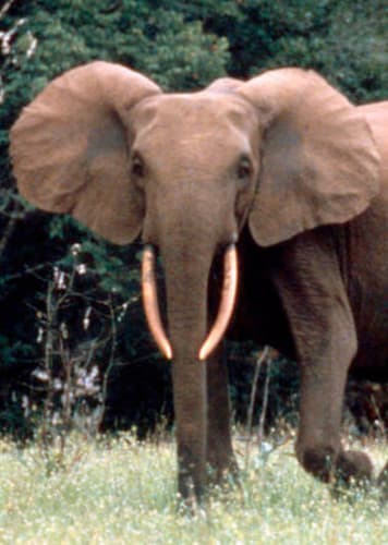 African Forest Elephant
