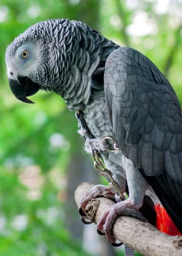 African Gray Parrot