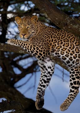 African Leopard