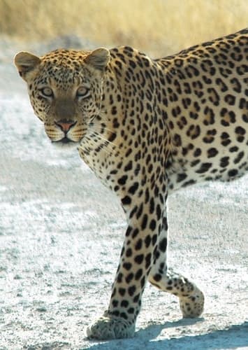 African Leopard