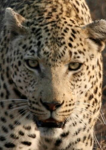 African Leopard