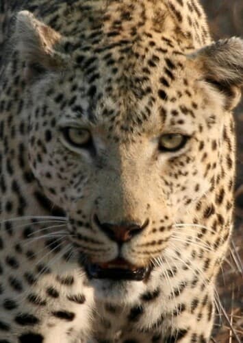 African Leopard