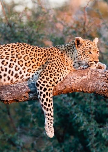 African Leopard
