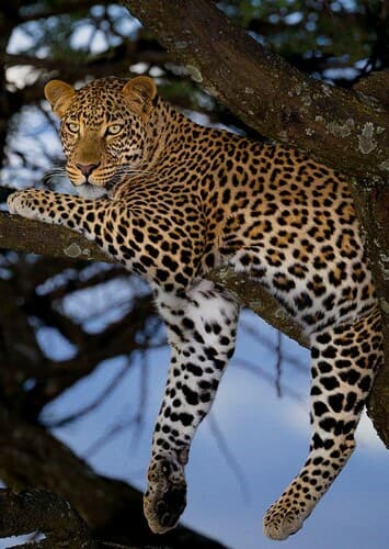 African Leopard