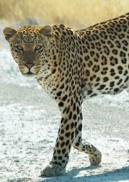 African Leopard