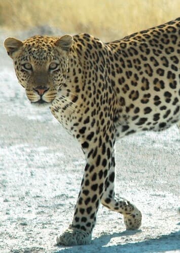 African Leopard