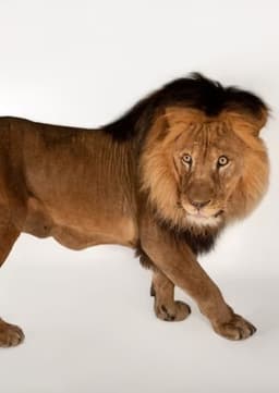 African Lion