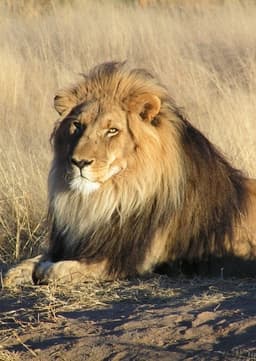 African Lion