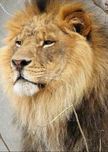 African Lion