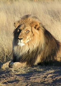 African Lion