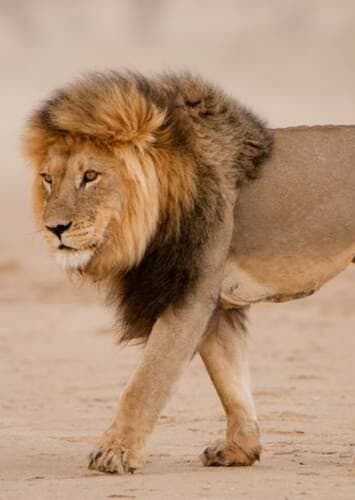 African Lion