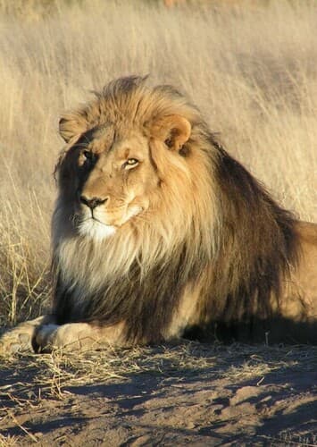 African Lion