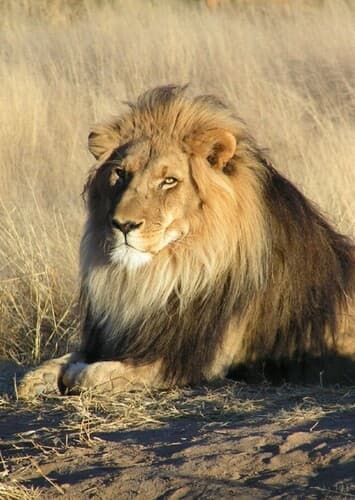 African Lion