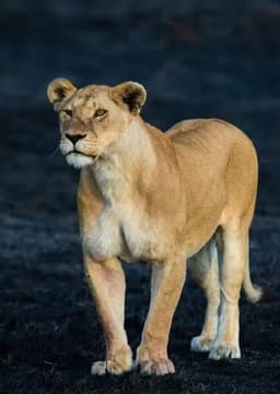African Lioness