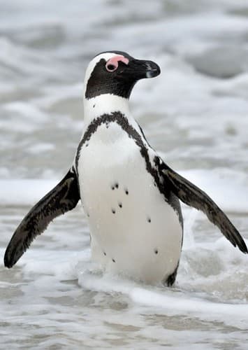 African penguin