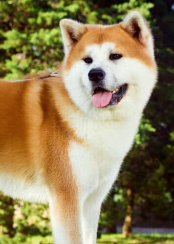Akita Inu