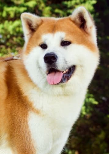 Akita Dog