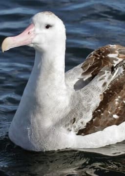 Albatross