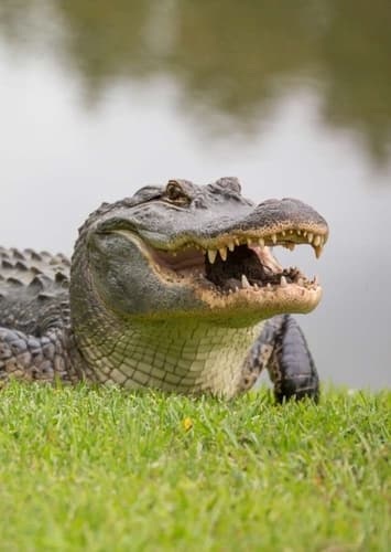 Alligator