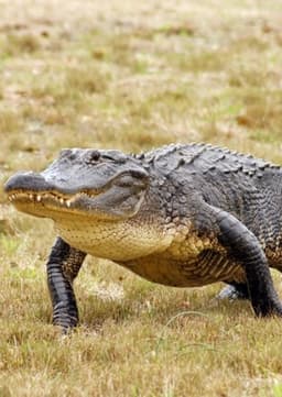 Alligator
