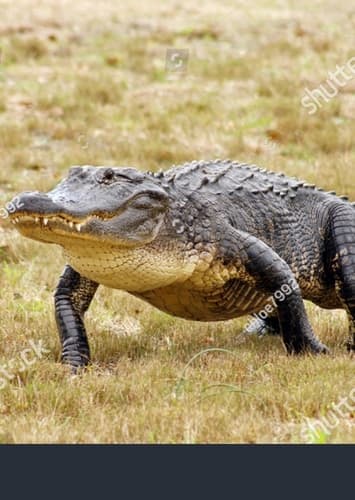 Alligator