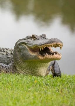 Alligator