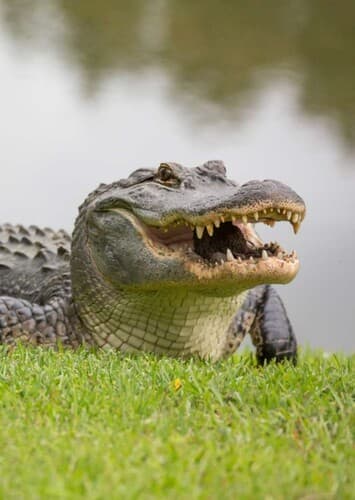 Alligator