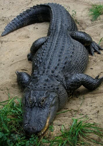Alligator