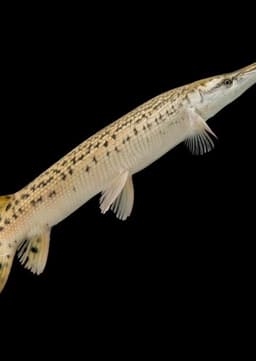 Alligator Gar