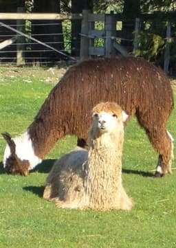 Alpaca