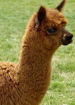 Alpaca