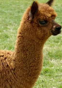 Alpaca
