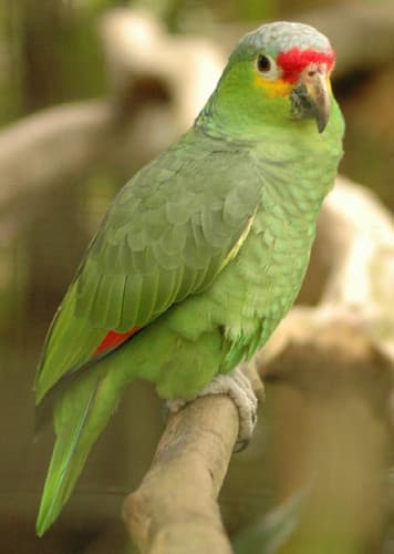 Amazon Parrot