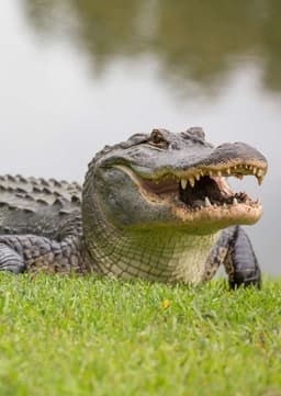American Alligator