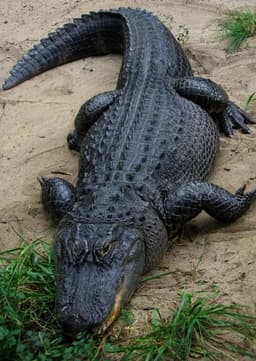 American Alligator