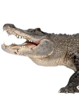 American Alligator