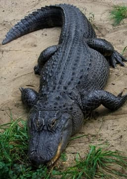 American Alligator