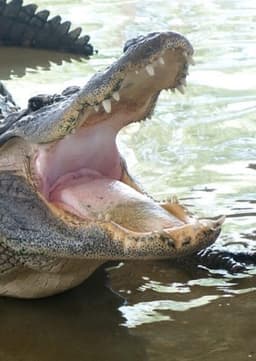 American Alligator