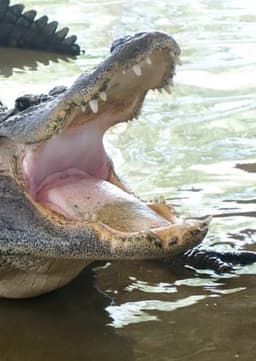 American Alligator