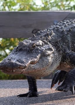 American Alligator