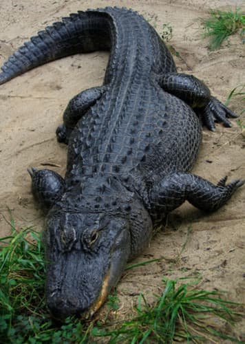 American Alligator